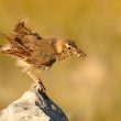 Pipit rousseline en « mode nourrissage »