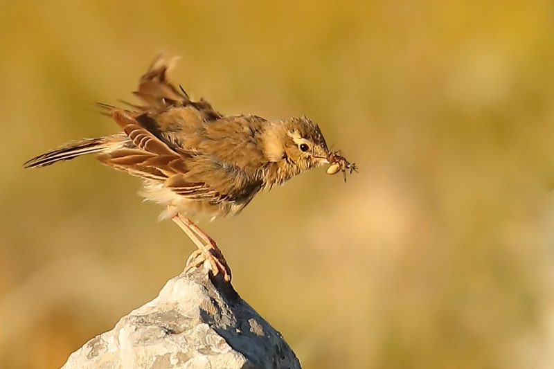 Pipit rousseline en « mode nourrissage »