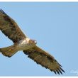 Aigle de Bonelli en Camargue