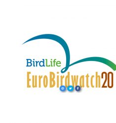 Journées Européennes de la Migration (Eurobirdwatch) 2020