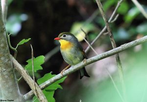 Léiothrix jaune (Leiothrix lutea)