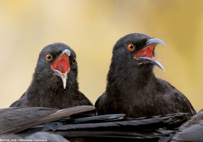 Les enlèvements (ou kidnappings) chez les oiseaux