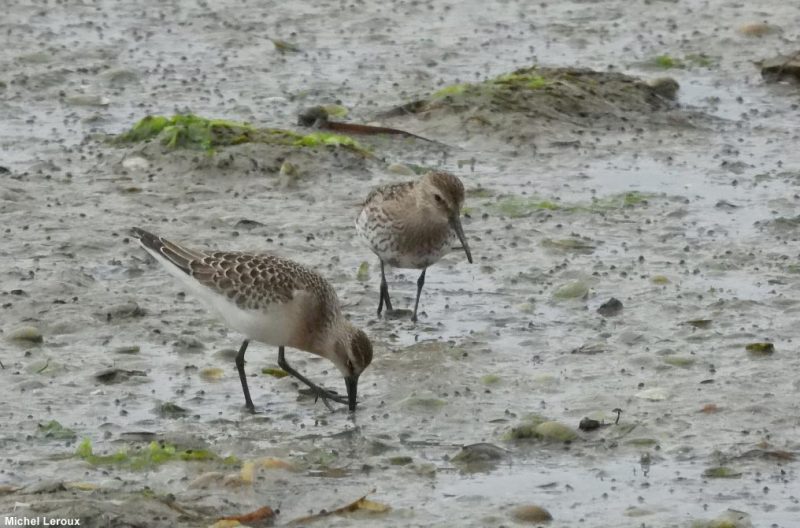 Bécasseaux variable et cocorli juvéniles sur l&rsquo;île de Noirmoutier