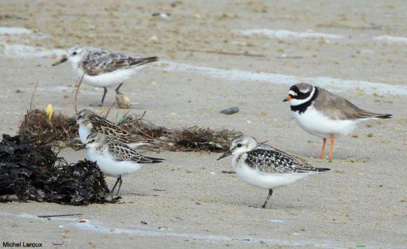 Limicoles sur la plage de Genêts