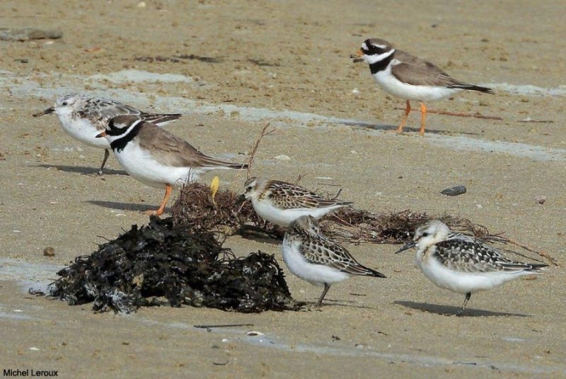 Limicoles en baie du mont-Saint-Michel