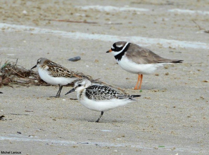 Bécasseaux et gravelot dans la Manche