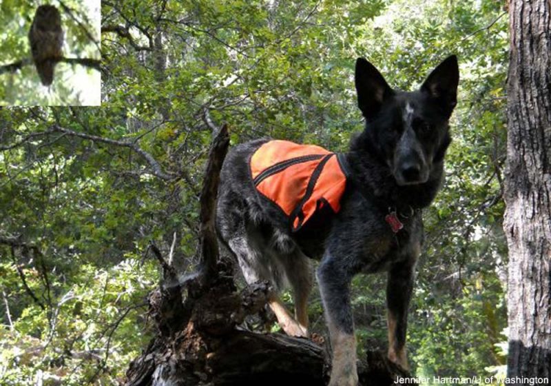 Utiliser des chiens pour recenser les Chouettes tachetées du Nord