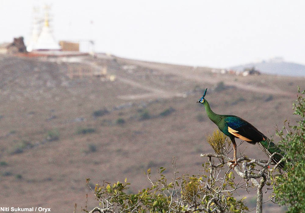 Paon spicifère (Pavo muticus)