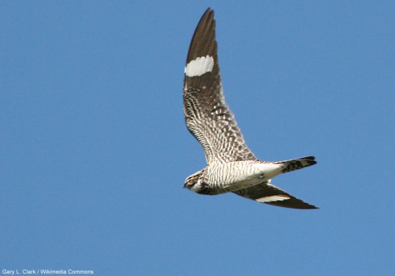 La ville de Duluth dans le Minnesota (États-Unis) devient la « capitale mondiale des engoulevents » en août et en septembre