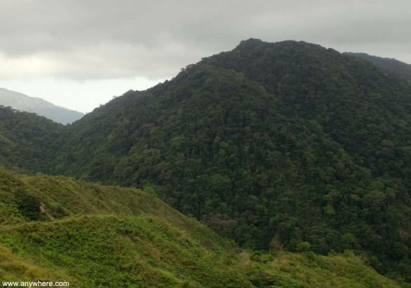 Découverte d’une possible population de Colibris ardents dans le parc national de Cerro Hoya (Panama)