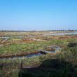 Observer les oiseaux dans l’estuaire de l’Orne (Calvados), une mosaïque de vasières, de bancs de sable, de dunes et de prairies humides