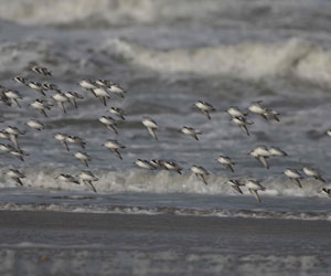 Bécasseaux sanderlings (Calidris alba)