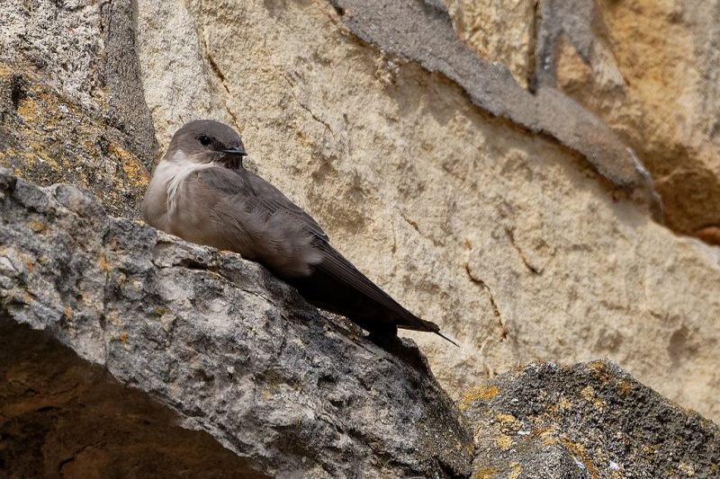 Hirondelle de rochers sur l&rsquo;église de Domme