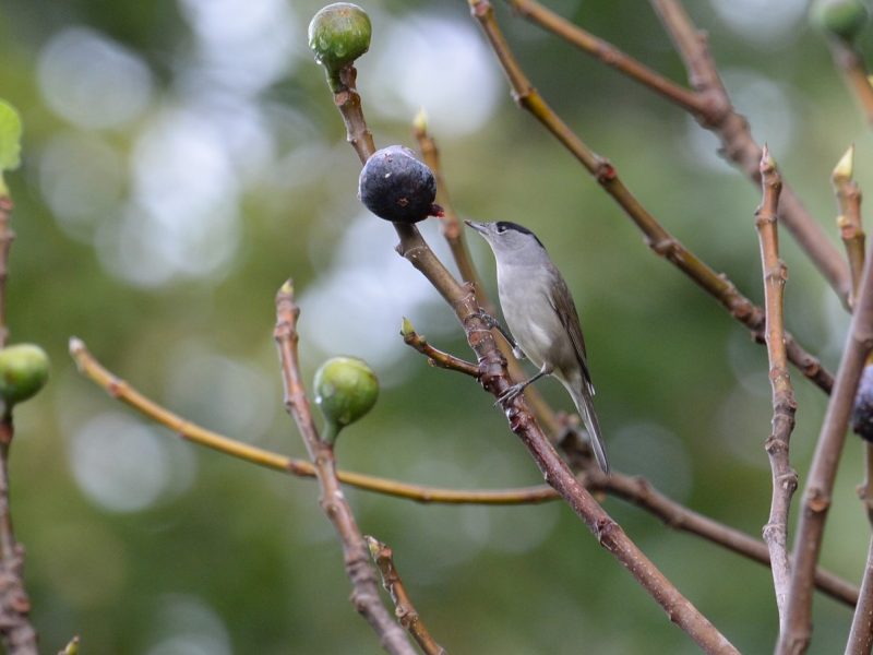Fauvette à tête noire mâle sur un figuier