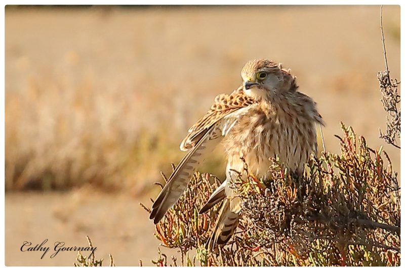 Faucon crécerelle en Camargue