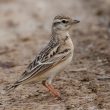 La mystérieuse Alouette de Sykes : critères pour la distinguer de l’Alouette calandrelle, biologie et répartition