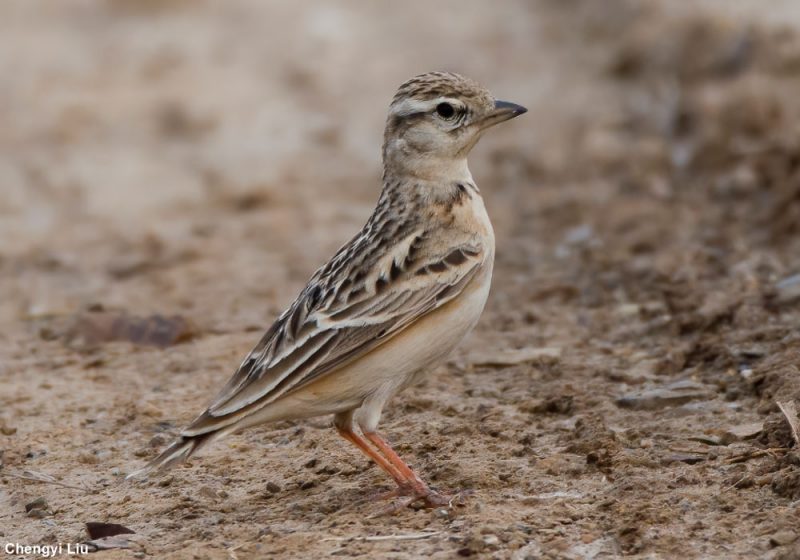 La mystérieuse Alouette de Sykes : critères pour la distinguer de l’Alouette calandrelle, biologie et répartition