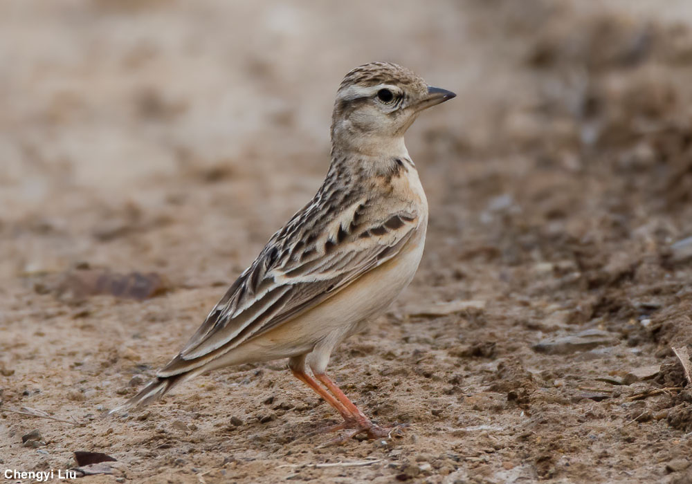 Alouette de Sykes (Calandrella dukhunensis) adulte