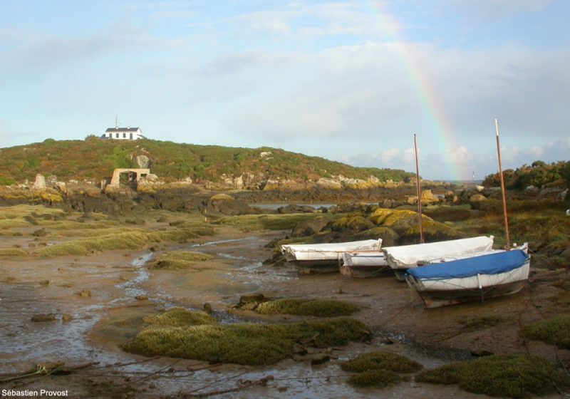 La Grande Île de Chausey (Manche), une destination ornithologique intéressante et peu connue