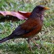 Le Merle à dos roux semble en voie d&rsquo;installation aux États-Unis