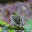 Le Pouillot à grands sourcils pourrait montrer une certaine fidélité à ses sites d&rsquo;hivernage européens