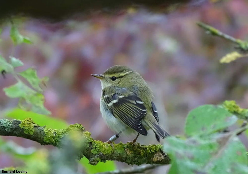 Pouillot à grands sourcils (Phylloscopus inornatus)