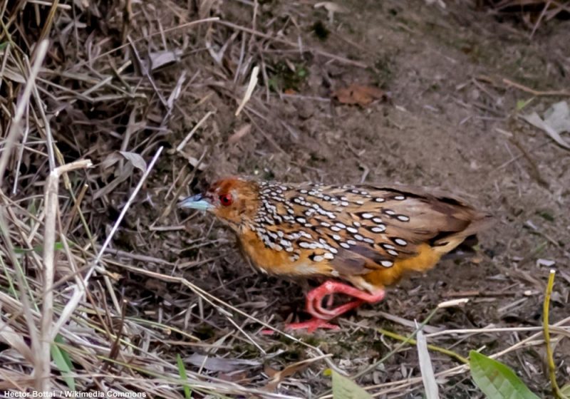 Découverte en 2020 d’une probable population de Râles ocellés en Argentine