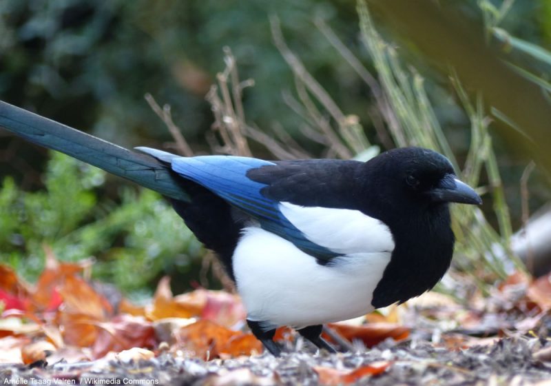 La Pie bavarde jouerait un rôle méconnu dans la dispersion des glands et donc dans la régénération forestière