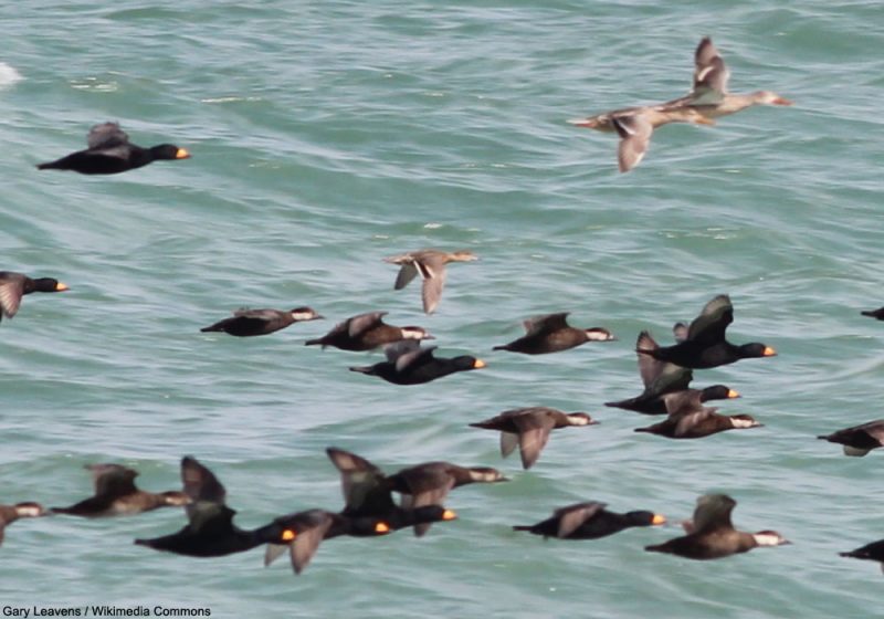 Les Macreuses à bec jaune hivernent de plus en plus dans la baie de New York malgré les nombreux navires
