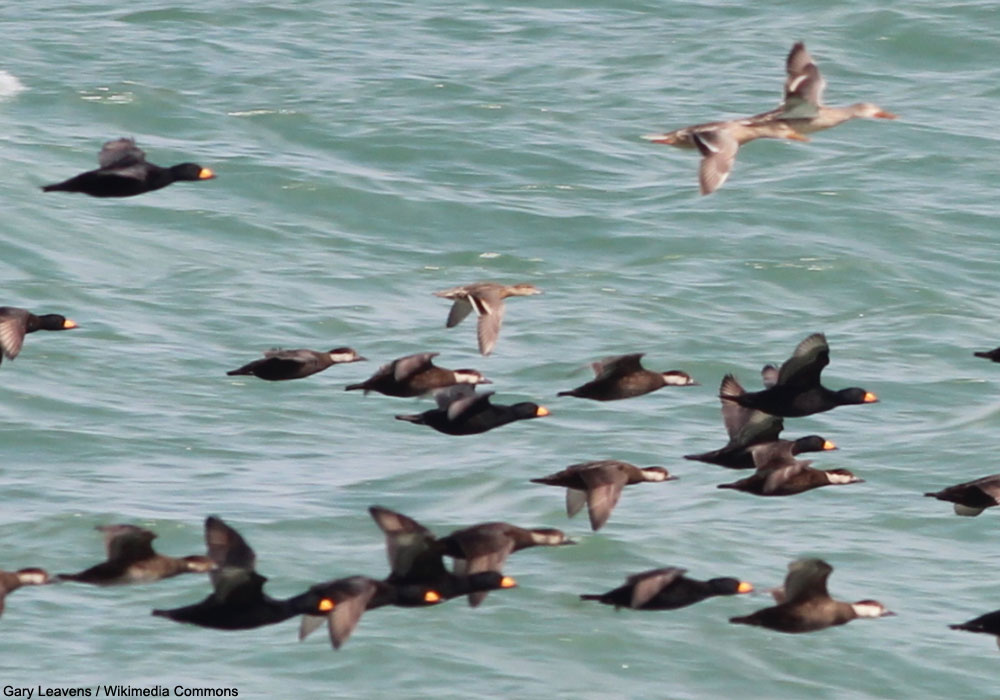 Macreuses à bec jaune (Melanitta americana) et Canards souchets (Spatula clypeata)