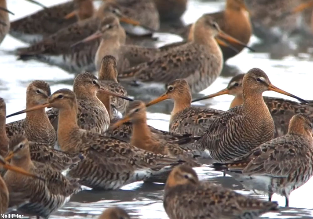 Barges à queue noire (Limosa limosa)