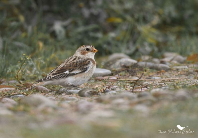 Le Bruant ou Plectrophane des neiges : distinguer les âges, les sexes et les sous-espèces