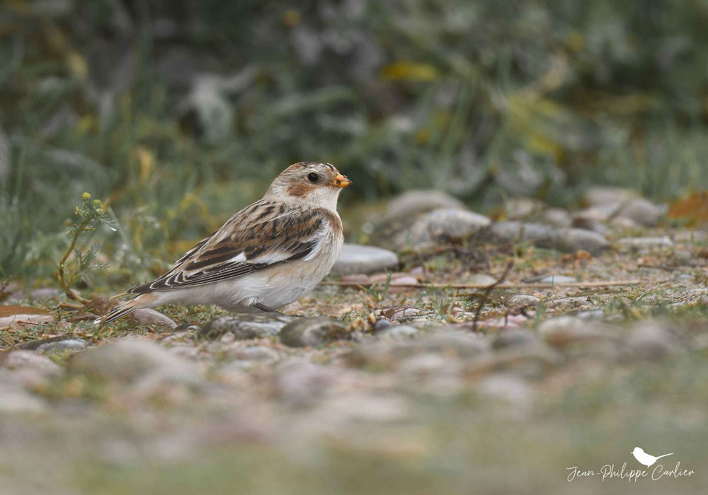 Plectrophane des neiges mâle en plumage internuptial