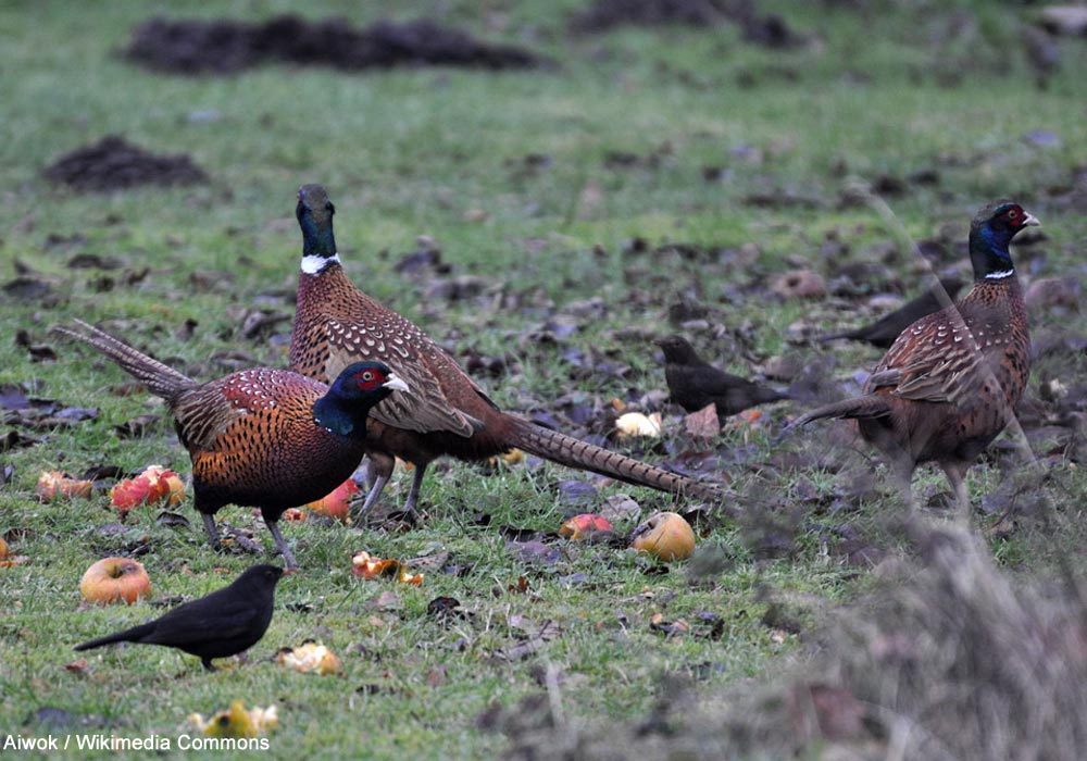 Faisans de Colchide (Phasianus colchicus) et Merles noirs (Turdus merula) mangeant des pommes