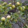 L’importance des pommiers pour les oiseaux, notamment en automne et en hiver