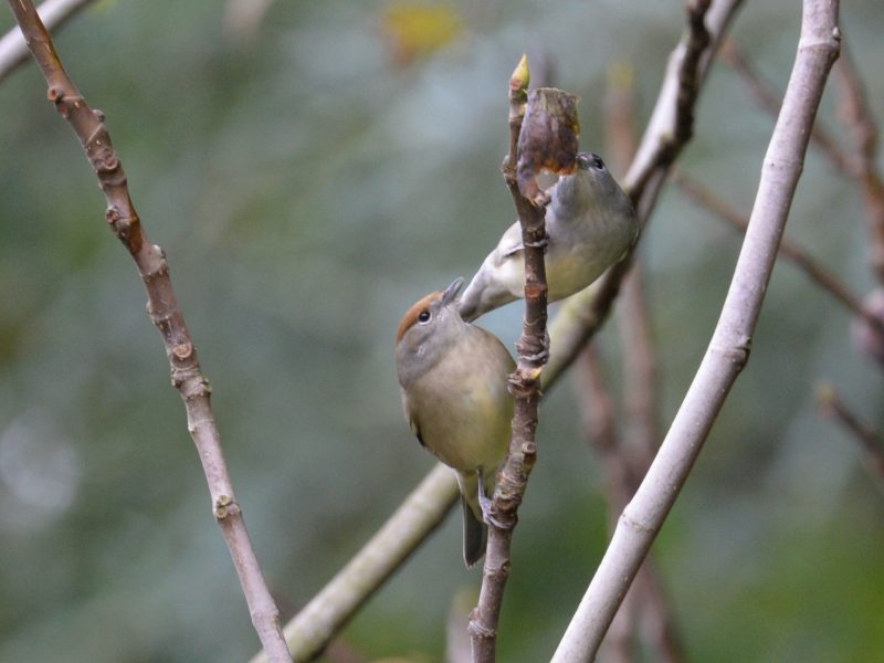 Couple de Fauvettes à tête noire mangeant une figue