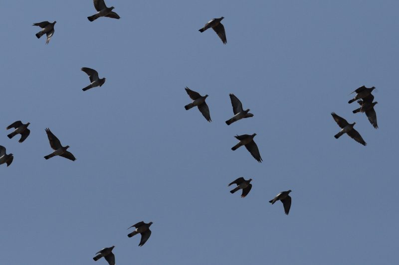 Palombes dans le Sud-ouest