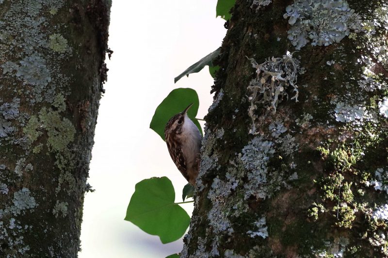 Grimpereau des jardins