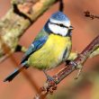 Mésange bleue