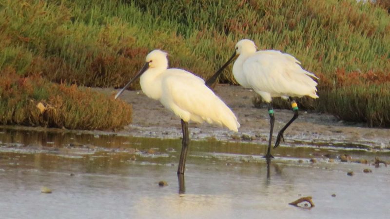 Spatules blanches sur la lagune de Nador