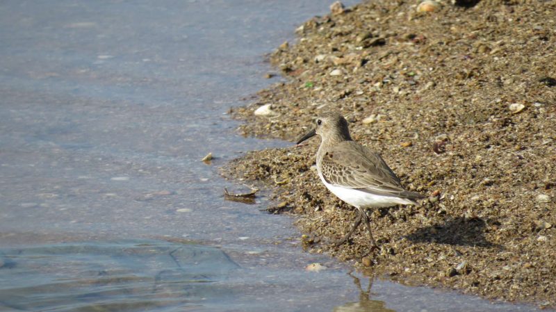Bécasseau variable sur la Mar Chica