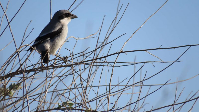 Pie-grièche grise dans un arbousier en Algérie