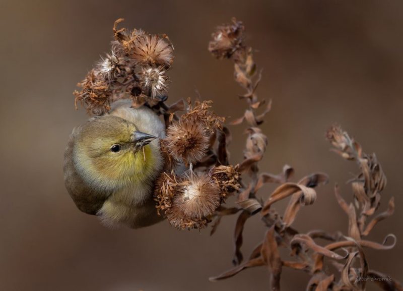 Jeune Chardonneret jaune mangeant des graines d&rsquo;asters