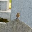 Observer les oiseaux dans les cimetières