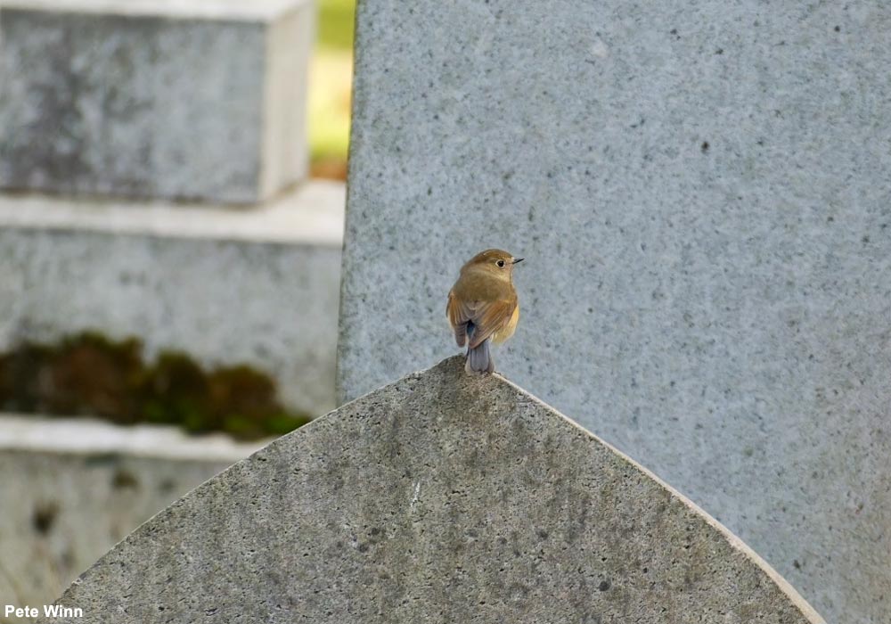 Robin à flancs roux (Tarsiger cyanurus)