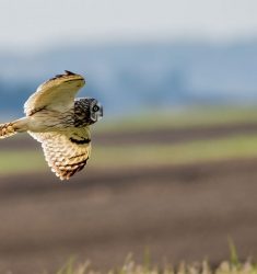 Conférence « Mais comment volent les oiseaux ? »