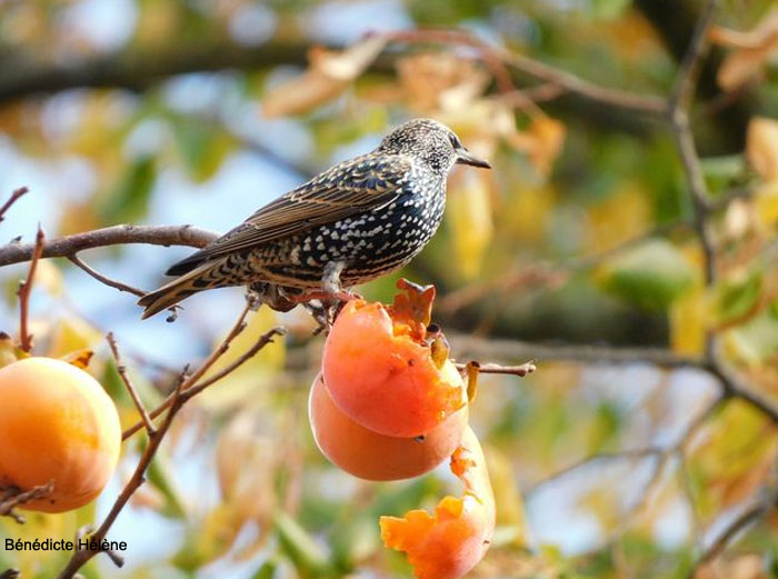 Étourneau sansonnet mangeant des kakis