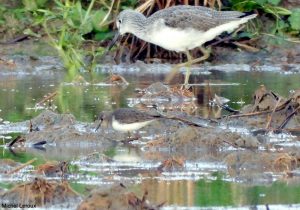 Chevalier aboyeur (Tringa nebularia) et Bécasseau de Temminck (Calidris temminckii)