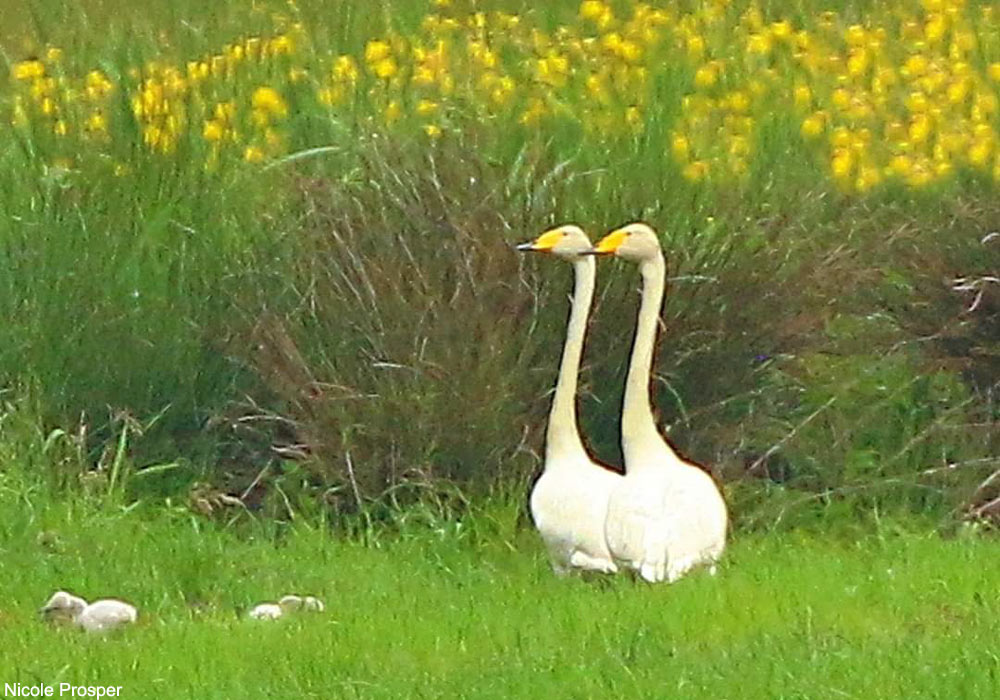 Cygnes chanteurs (Cygnus cygnus) et deux poussins