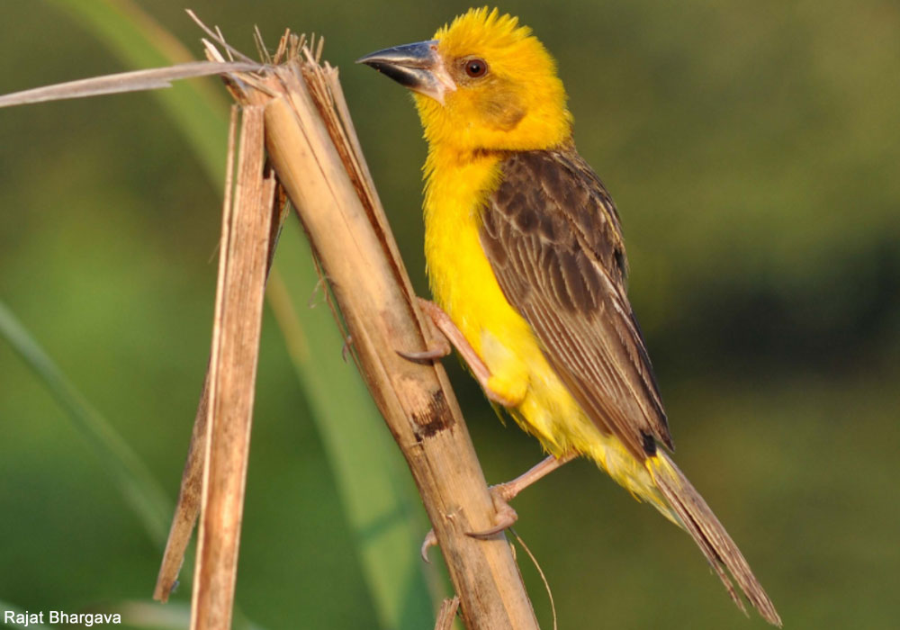 Tisserin de Finn (Ploceus megarhynchus) mâle